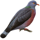 Columba